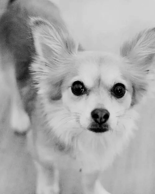 Svartvitt foto av en liten långhårig hund med stora ögon som tittar in i kameran.